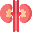 Kidney