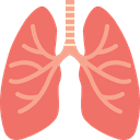Lungs